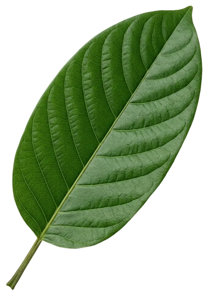 Banaba leaf
